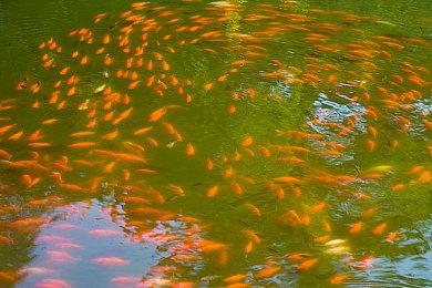 《微软飞行模拟》开发商明年将为游戏加入直升飞机